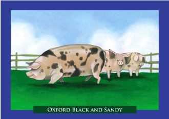 Oxford Black and Sandy