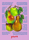Pear Note Card